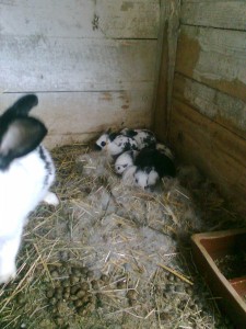 návštěva u chovatele králíků (2)