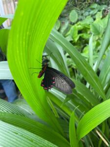 2023 – Botanická zahrada – Motýli – II. B (5)