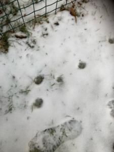 2023 – Strašidla a Korálky –Stopy zvířátek ve sněhu (23)